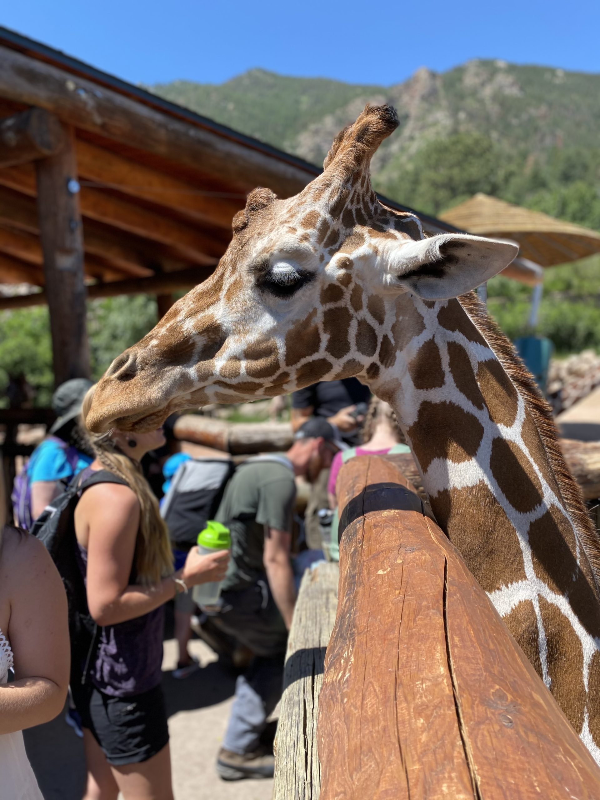 Cheyenne Mountain Zoo Giraffe Rocky Mountain Food Tours